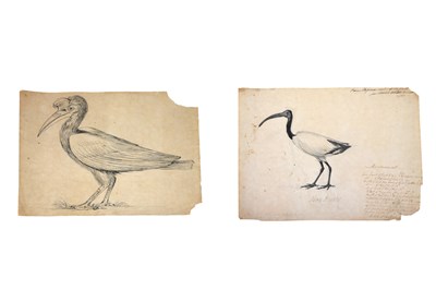 Lot 193 - TWO ORNITHOLOGICAL STUDIES OF EXOTIC BIRDS