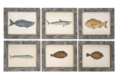 Lot 38 - JONATHAN COUCH (1789 - 1870), A SET OF EIGHTEEN HAND COLOURED PLATES OF FISH