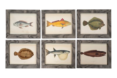 Lot 113 - JONATHAN COUCH (1789 - 1870), A SET OF SIX HAND COLOURED PLATES OF FISH