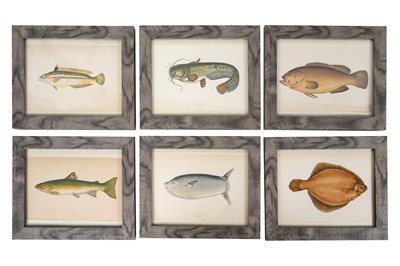 Lot 114 - JONATHAN COUCH (1789 - 1870), A SET OF SIX HAND COLOURED PLATES OF FISH