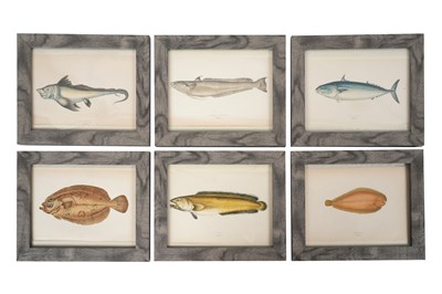 Lot 115 - JONATHAN COUCH (1789 - 1870), A SET OF SIX HAND COLOURED PLATES OF FISH
