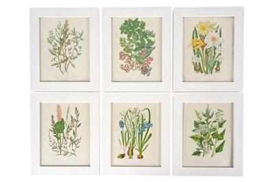 Lot 109 - ANNE PRATT (1806 - 1893), A SET OF SIX BOTANICAL PRINTS