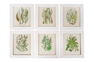 Lot 111 - ANNE PRATT (1806 - 1893), A SET OF SIX BOTANICAL PRINTS